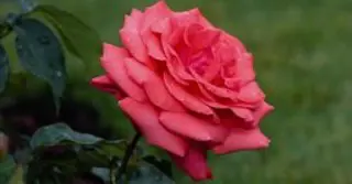 ميسون محمد حسن محمد سعيد حسين